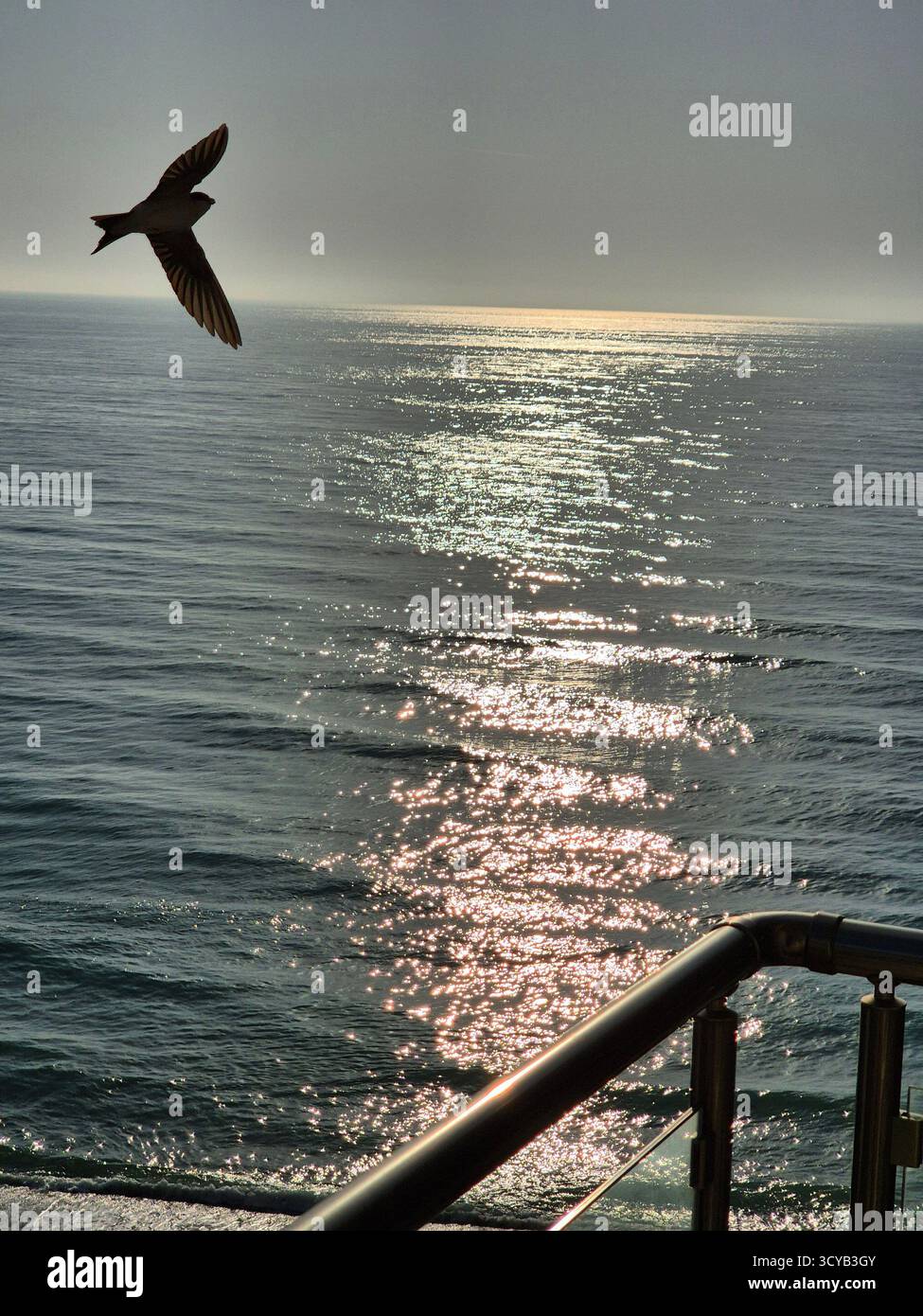 Seagull flying over the sea at sunrise. beauty of nature - Smartphone Captured Stock Image