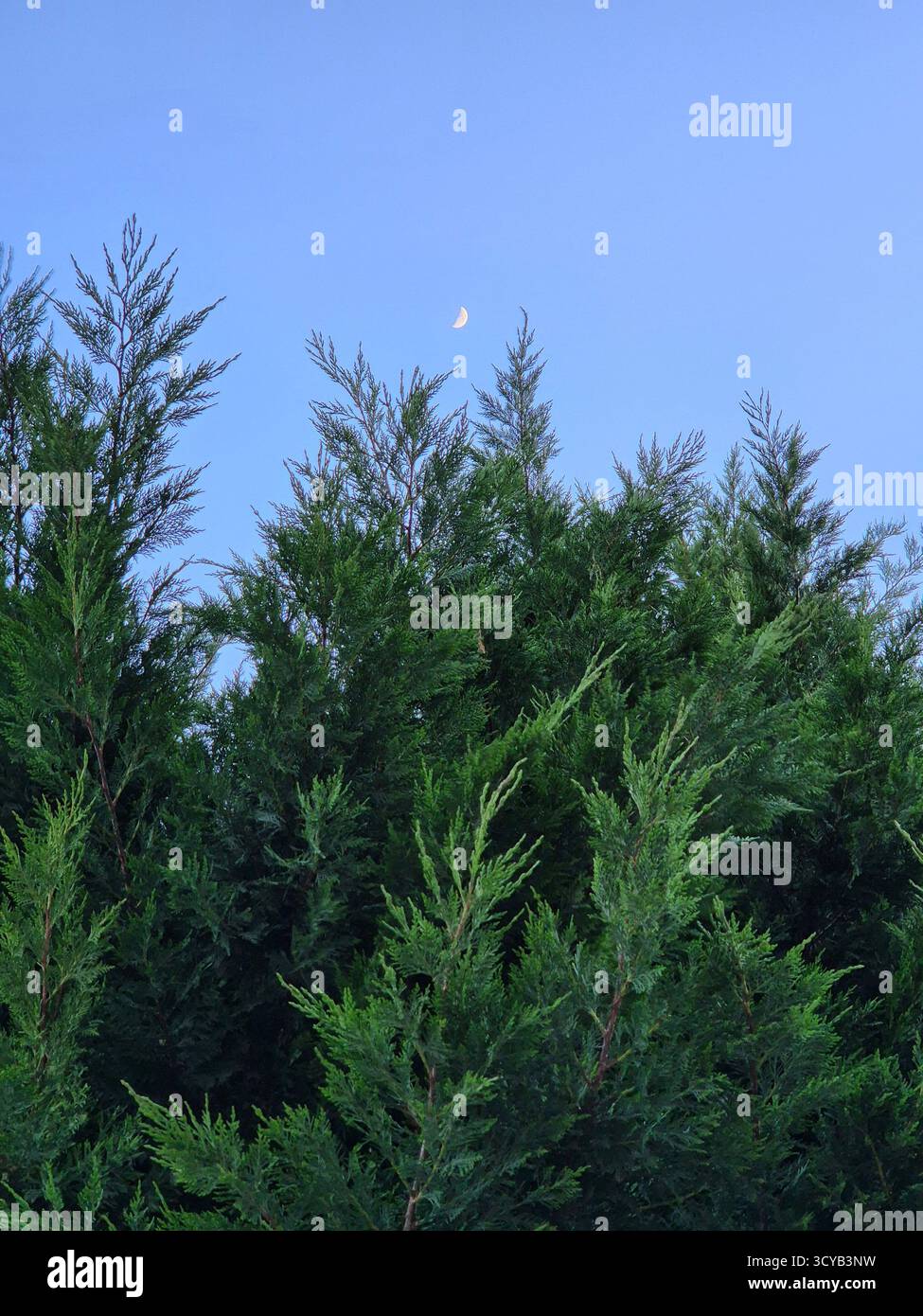 Green branches of thuja against a blue sky background - Smartphone Captured Stock Image
