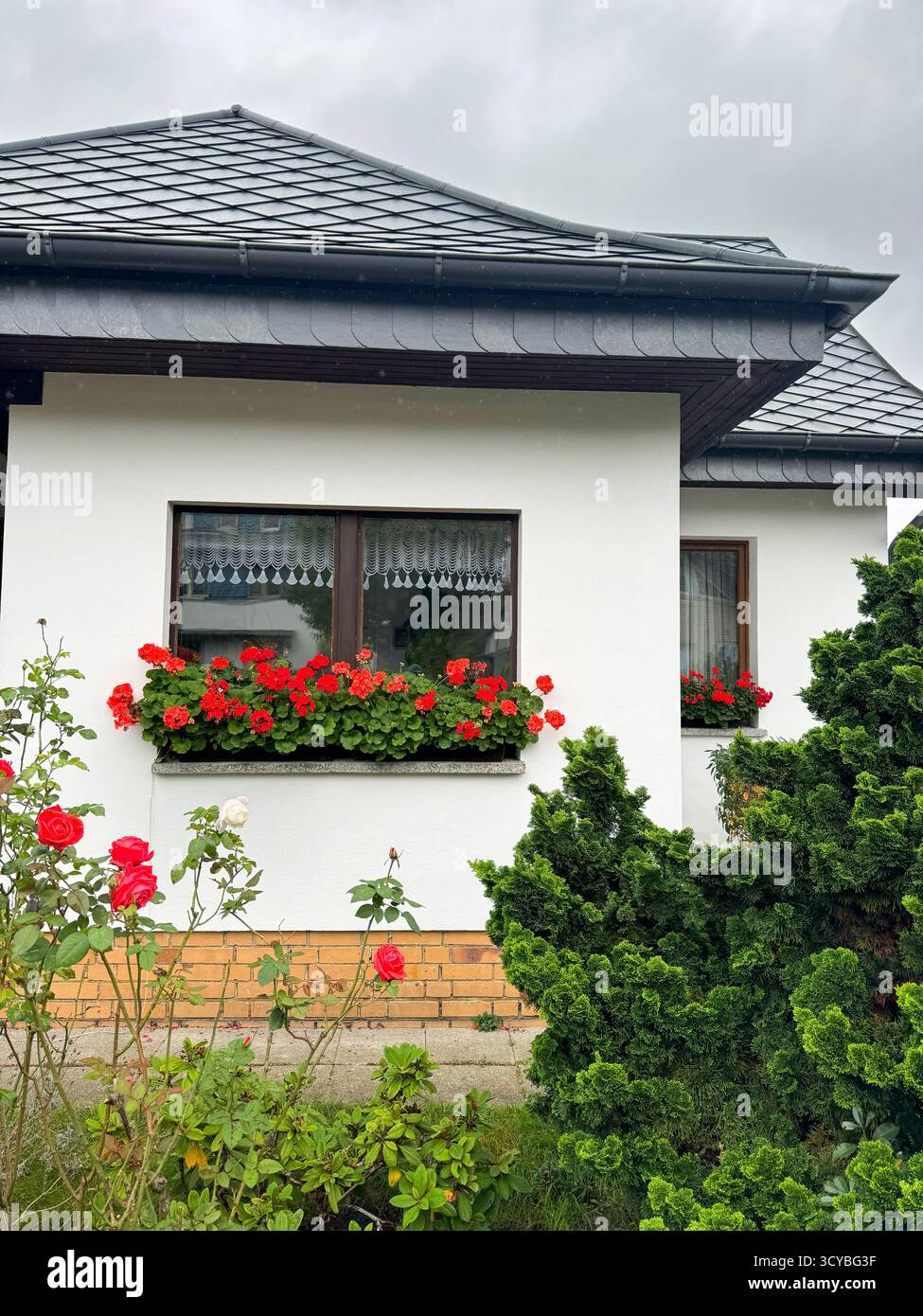 Berlin, Germany, 2 October 2025,  White house facade with red geraniums in window boxes and blooming roses - Smartphone Captured Stock Image
