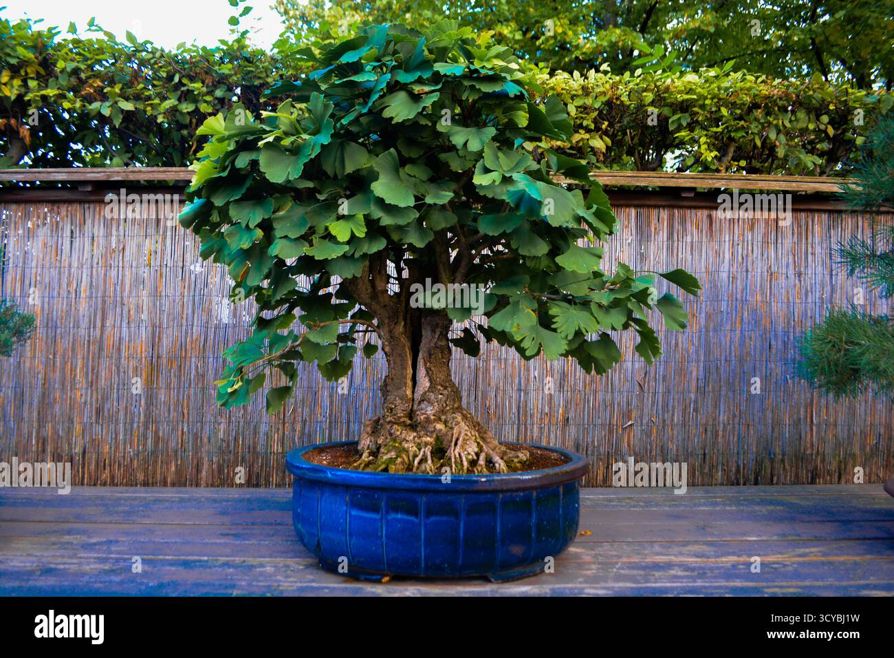 Bonsai ornamental trees miniature hi-res stock photography and images -  Page 2 - Alamy