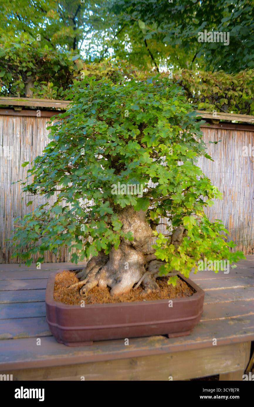 Bonsai trees exhibition hi-res stock photography and images - Page 2 - Alamy