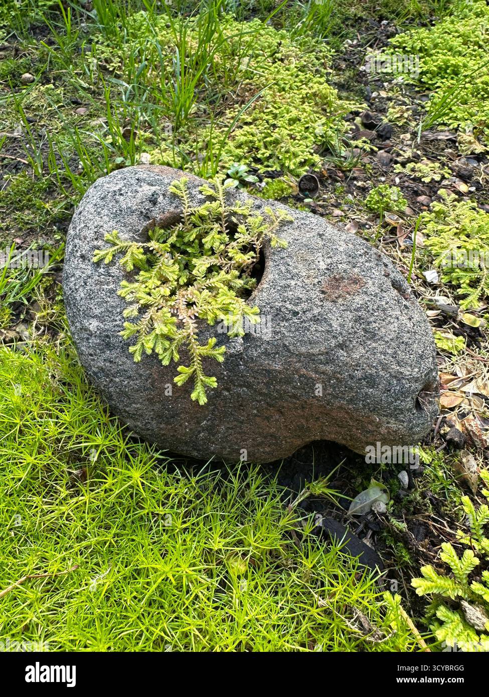 Moss growing from a hole in a rock in a shade garden. Stock Photo