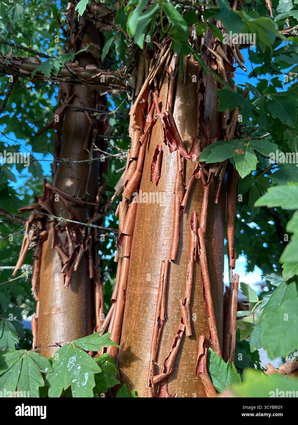 Acer griseum - paperbark maple tree, close up. Stock Photo
