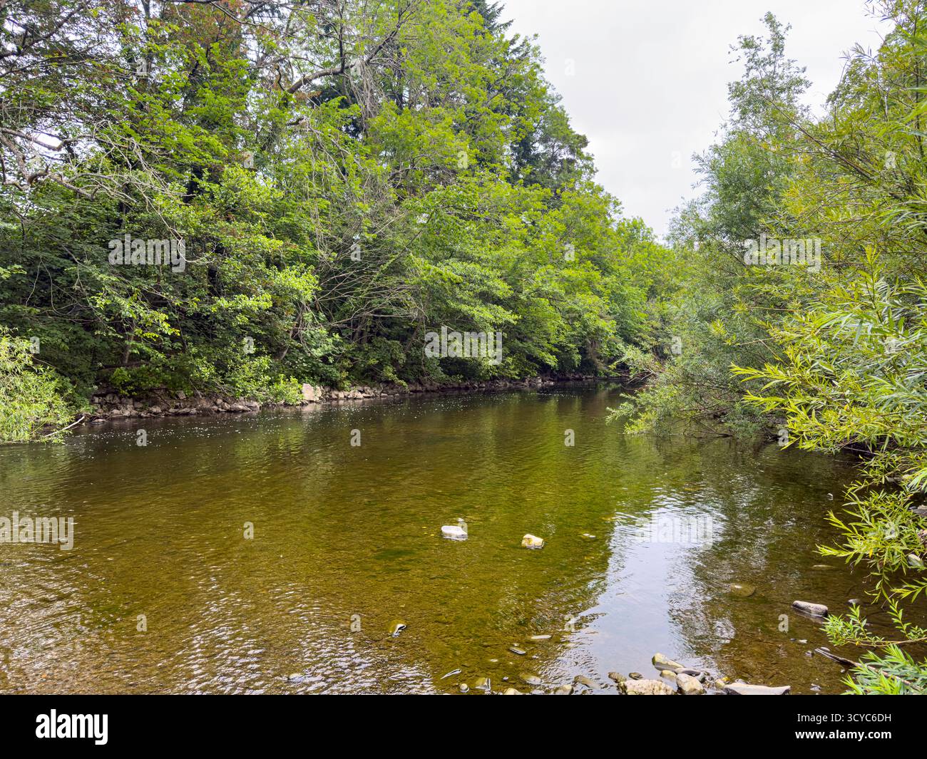 Senior Man on Waders fishing with a rod on the River Severn in Newtown, Powys, Wales, United Kingdom, June 2025: Phillip Roberts - Smartphone Captured Stock Image