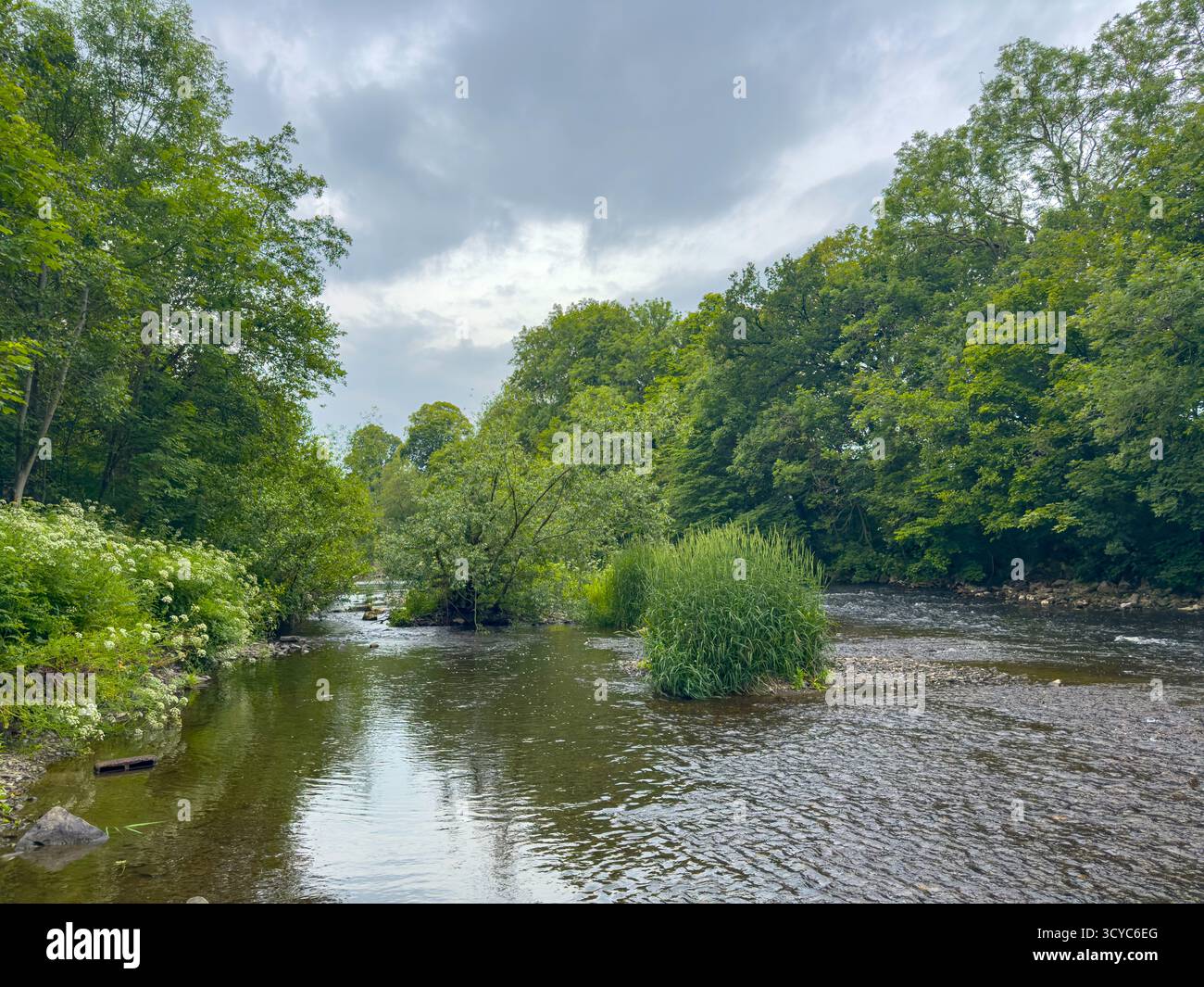 Senior Man on Waders fishing with a rod on the River Severn in Newtown, Powys, Wales, United Kingdom, June 2025: Phillip Roberts - Smartphone Captured Stock Image
