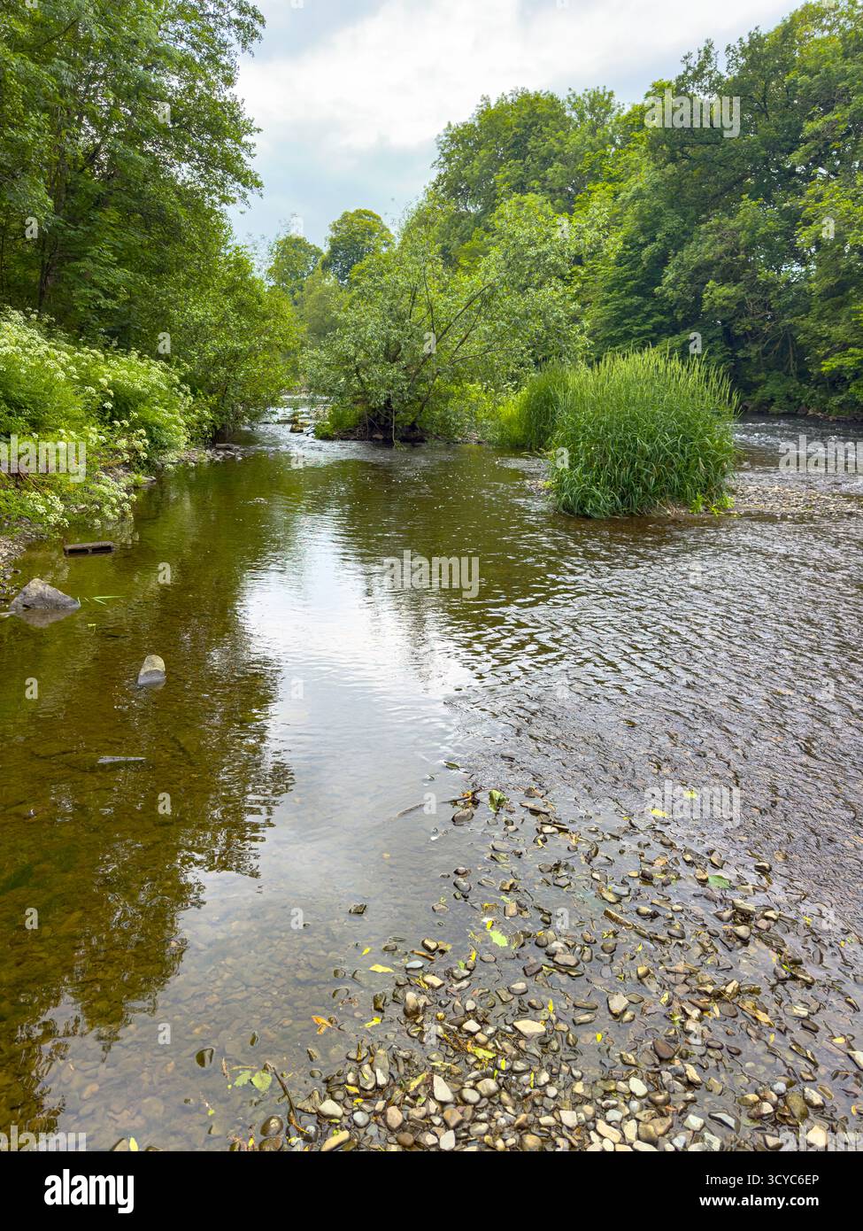 Senior Man on Waders fishing with a rod on the River Severn in Newtown, Powys, Wales, United Kingdom, June 2025: Phillip Roberts - Smartphone Captured Stock Image