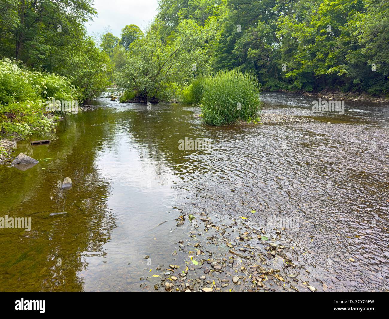 Senior Man on Waders fishing with a rod on the River Severn in Newtown, Powys, Wales, United Kingdom, June 2025: Phillip Roberts - Smartphone Captured Stock Image