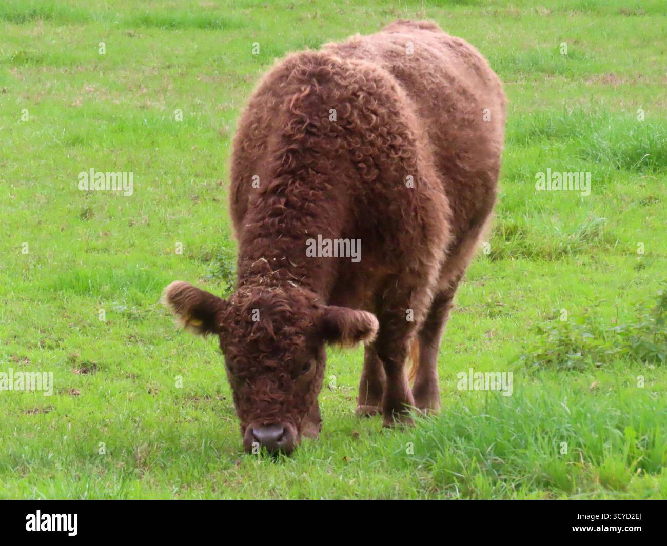 das Galloway Rind fuehlt sich auf der weitlaeufigen Weide im Freiland ...