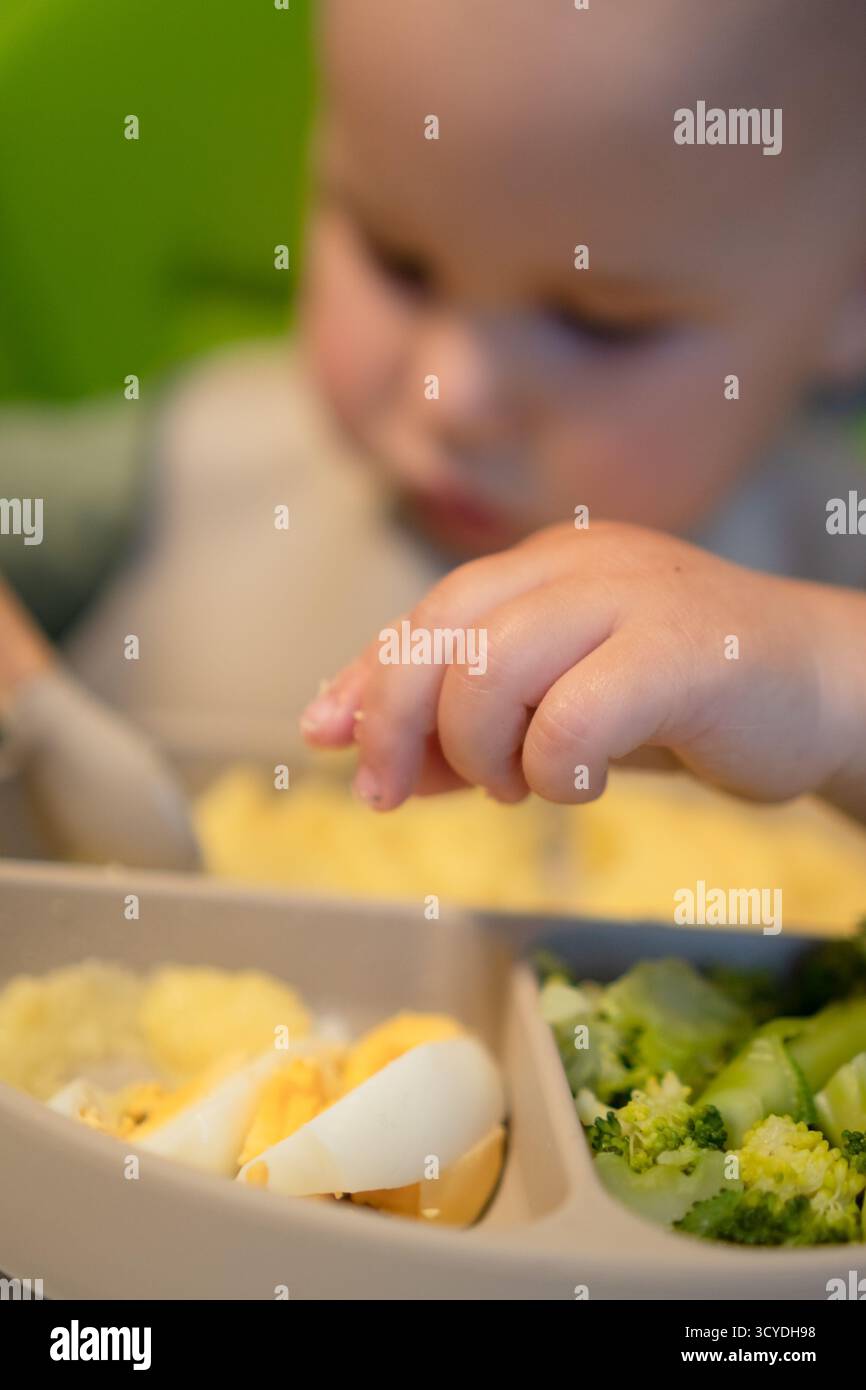 Close-up shot of small hand touching and picking at corn cereal, steamed broccoli and boiled egg. Important sensory experience during weaning period. Stock Photo