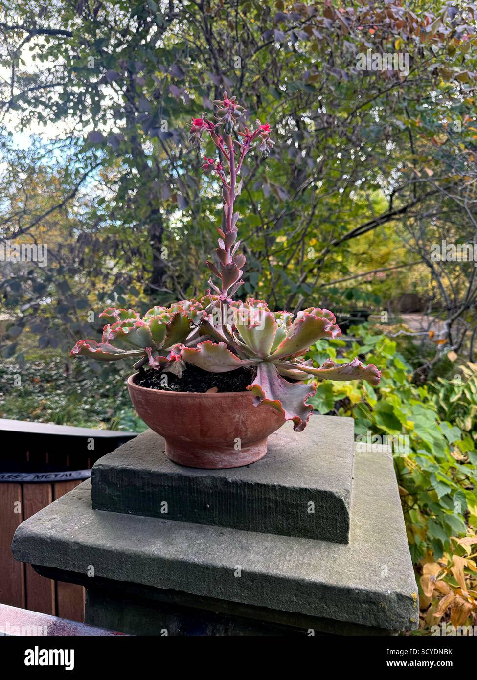 supernova zz plant ZZ Super Nova  The Little Big Plant Co