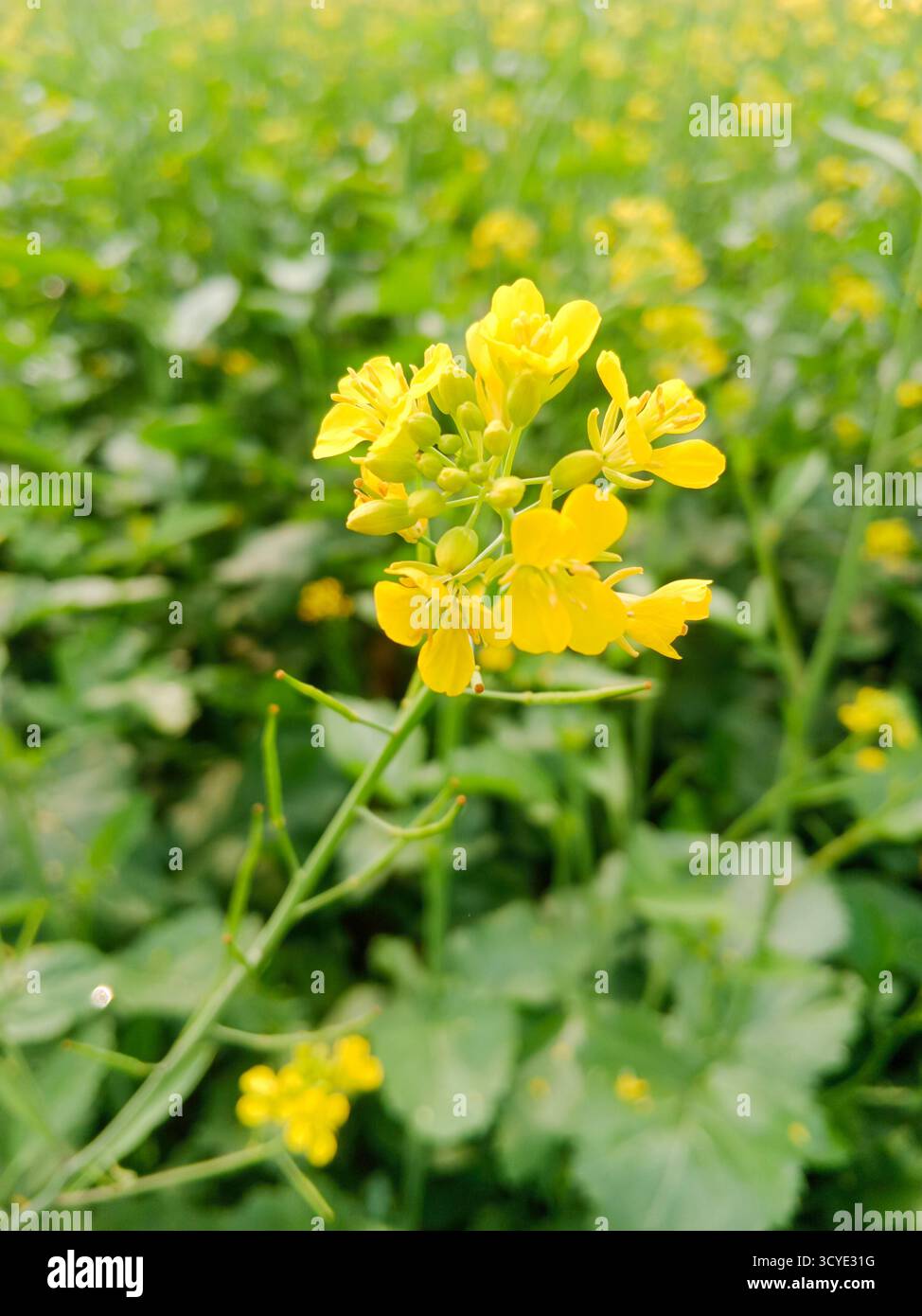 Mustard seed flowers hi-res stock photography and images - Alamy