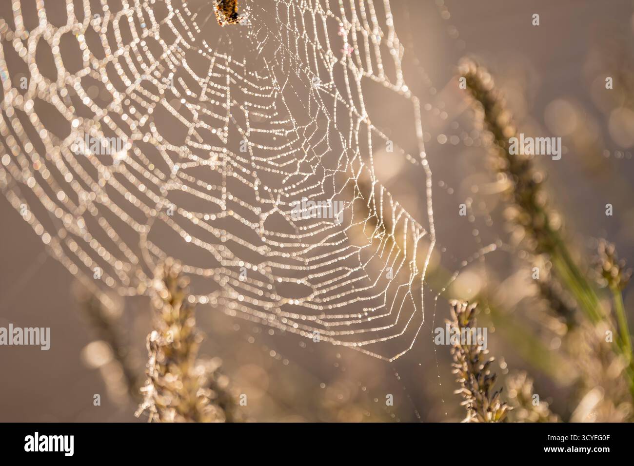 Macro Photo of Spider Web with Small Spider and Dew — Lavender ...
