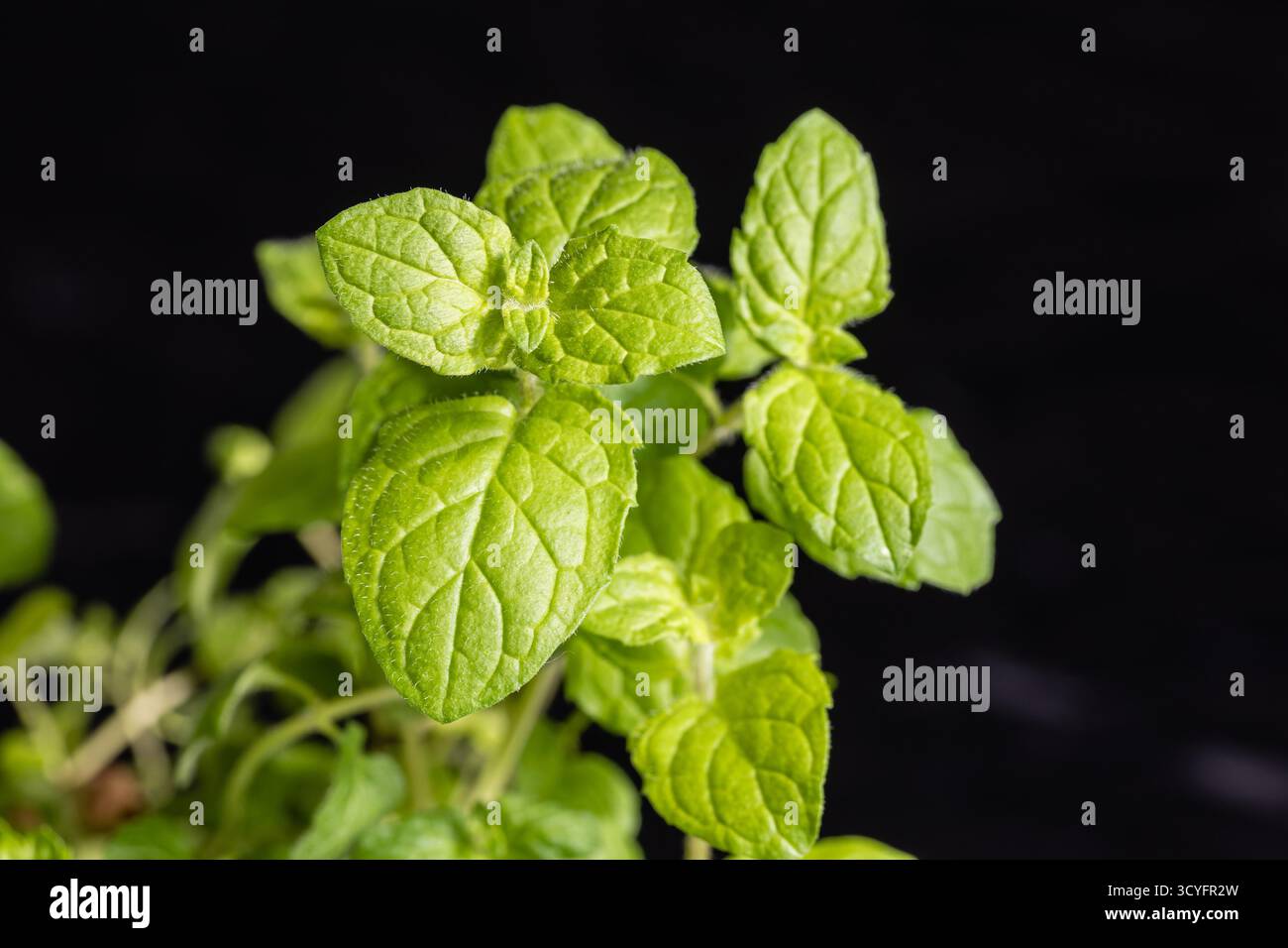 Lemon balm, common balm or balm mint on garden Stock Photo