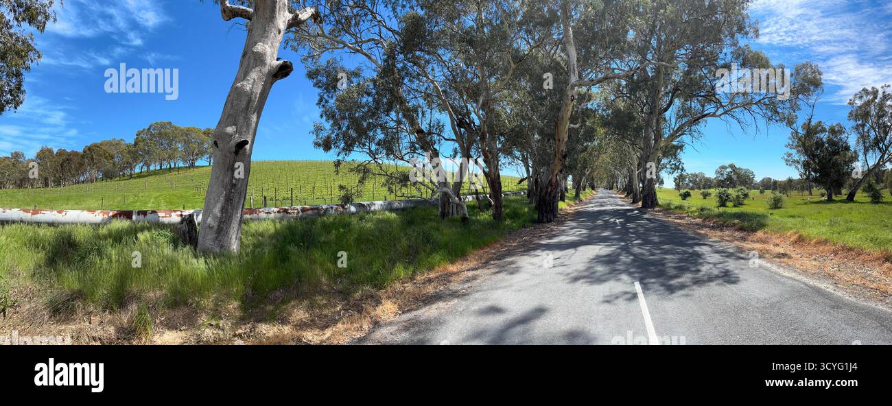 Angas Creek Road, with grapevines on the slopes, heading into the Barossa Valley, near Adelaide, South Australia - Smartphone Captured Stock Image