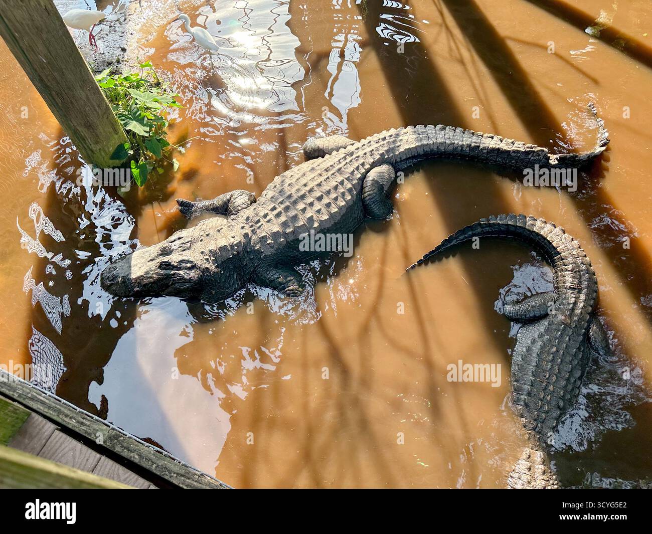 Alligators resting in swamp close hi-res stock photography and images ...