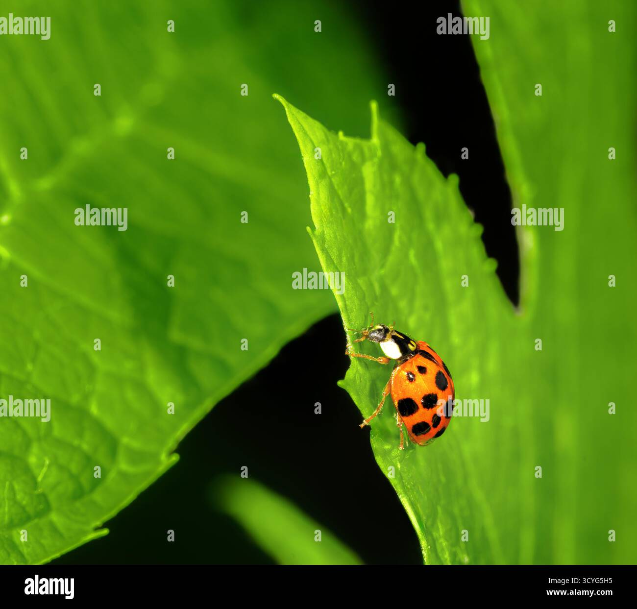 Macro of a ladybug crawling on a green leaf Stock Photo