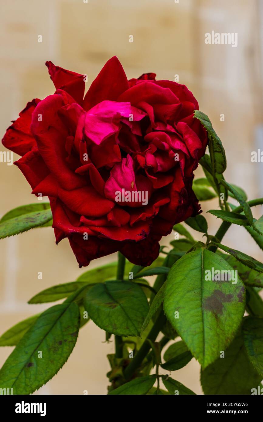 Vibrant Red Rose Bloom with Lush Green Leaves in a Soft Focus Garden ...