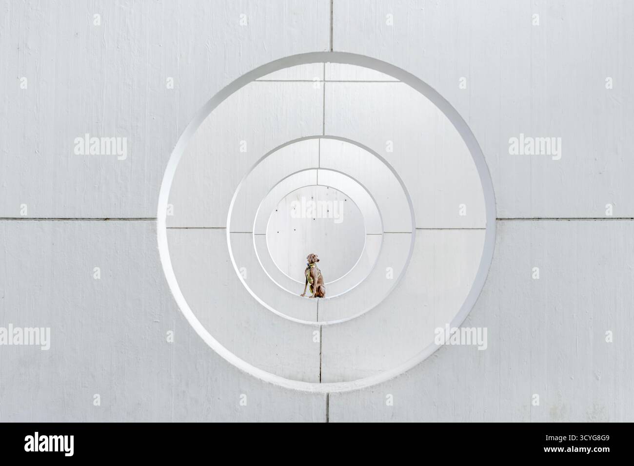 Weimaraner Dog Sitting in the Center of an Abstract White Wall with Concentric Circular Openings, Creating a Playful Pattern Stock Photo