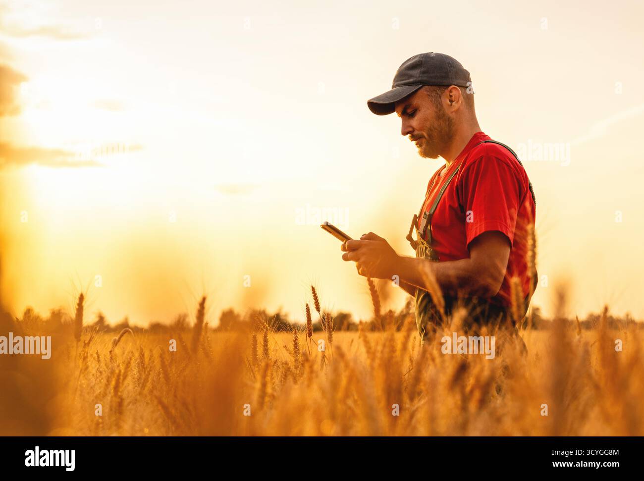 Farmer using smartphone in wheat field during sunset Stock Photo