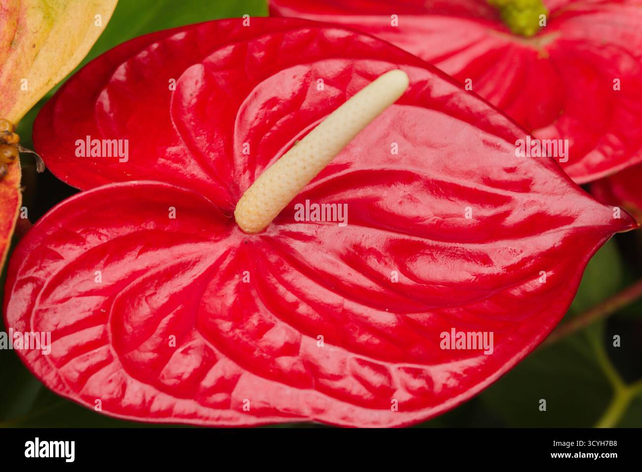 Anthurium spadix flower in garden hi-res stock photography and images -  Page 2 - Alamy
