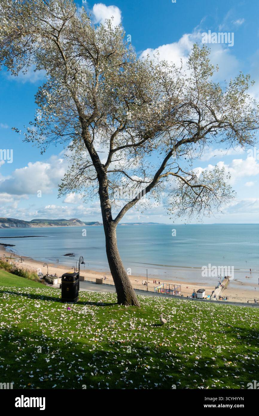Spring coastal scene with daisy-covered grass overlooking sandy beach ...