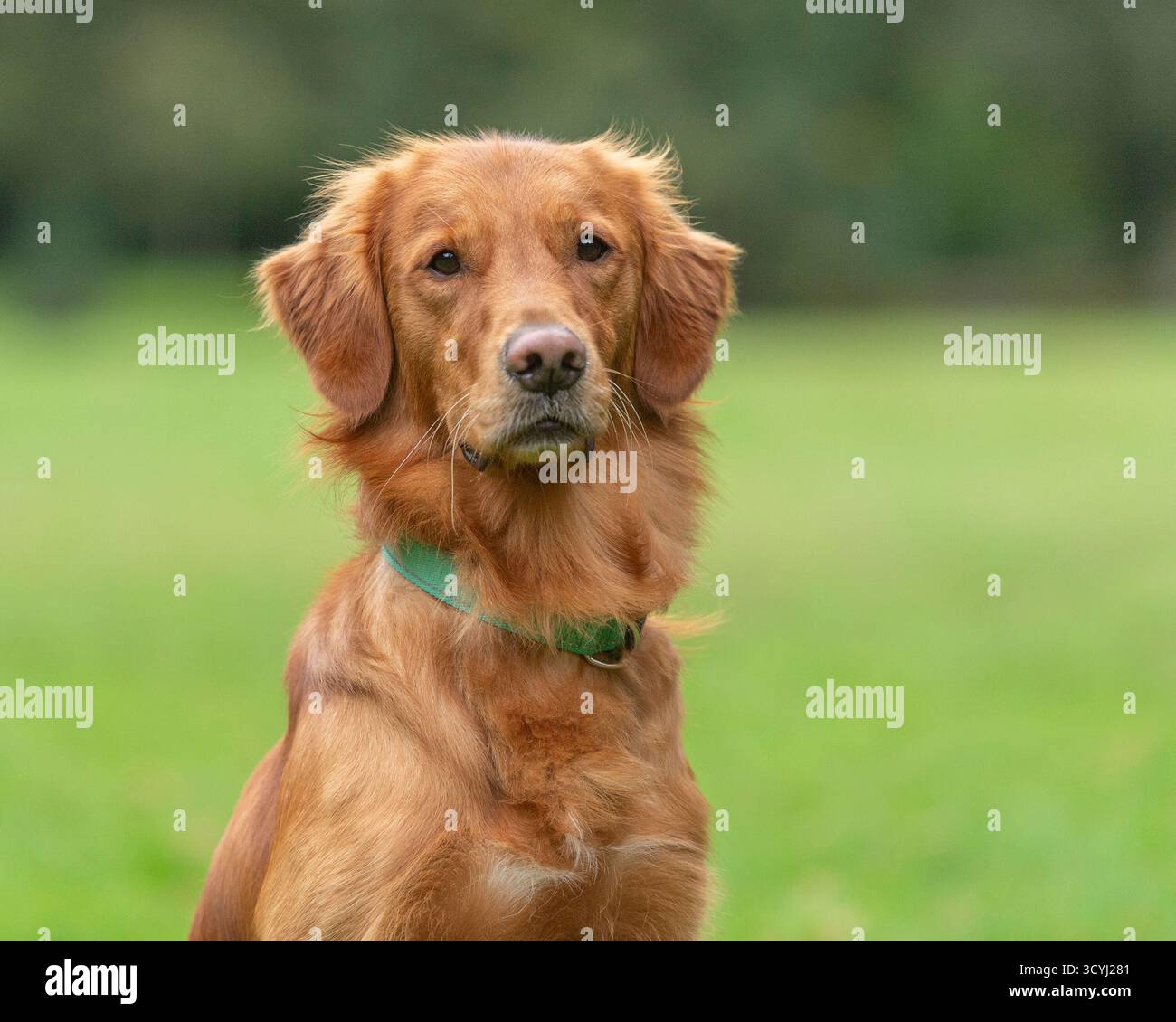 Portrait golden hi-res stock photography and images - Alamy