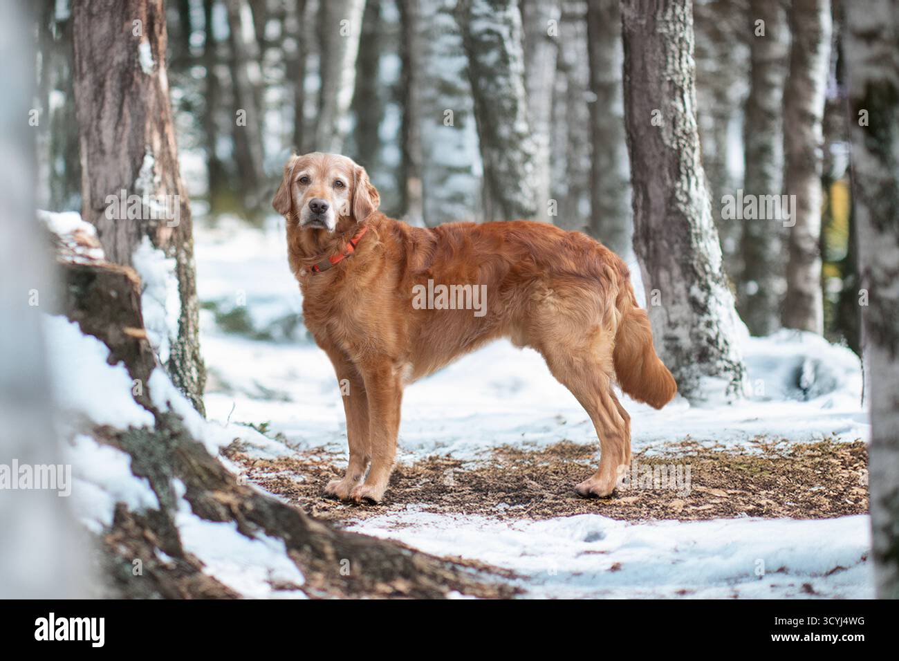 Golden Retriever standing in forest in snow in winter Stock Photo