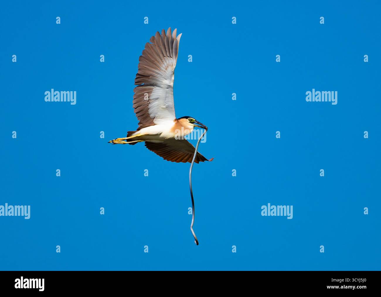 A Nankeen Night Heron (Nycticorax caledonicus) in flight with a catch of Spotted Garden Eel (Heteroconger hassi). Rote, Indonesia. Stock Photo