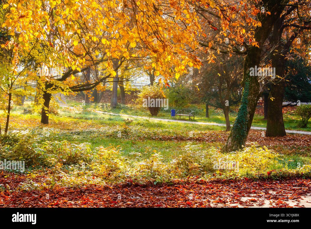 sunny scene with park trees in autumn leaves. scenic urban landscape of uzhhorod with ground covered in colorful foliage. beautiful season change back Stock Photo