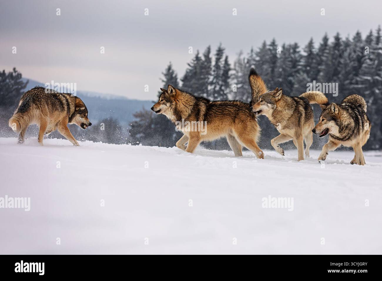 Are Wolves Playful
