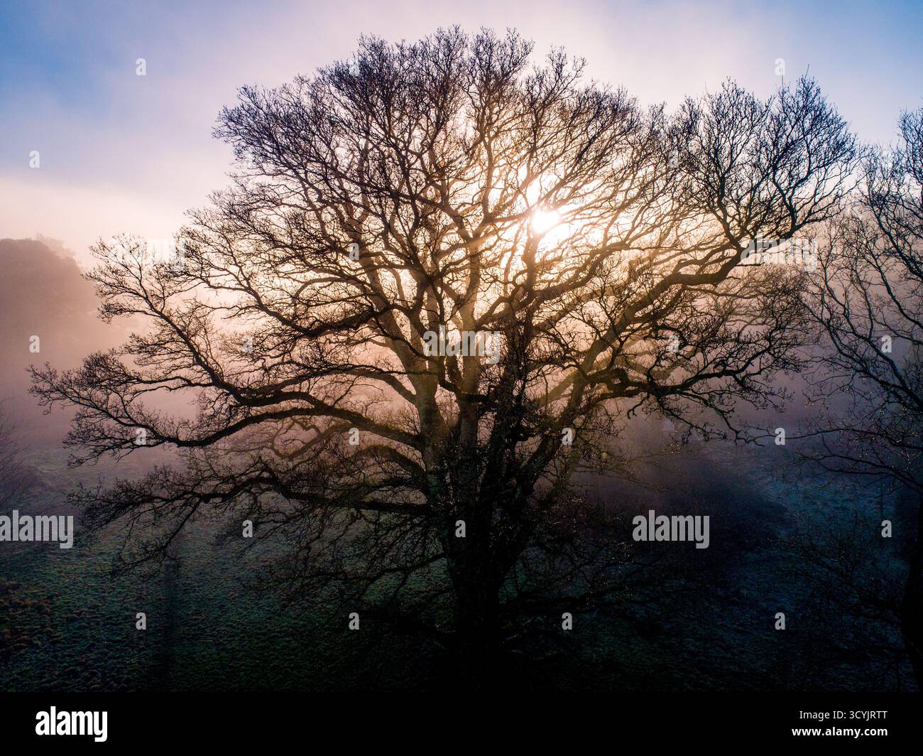Tree Against Sunlight Oak tree against woods hi-res stock photography and images - Alamy