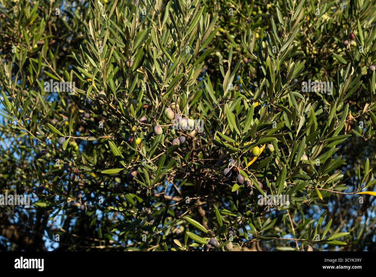 Ramas de aceitunas hi-res stock photography and images - Alamy