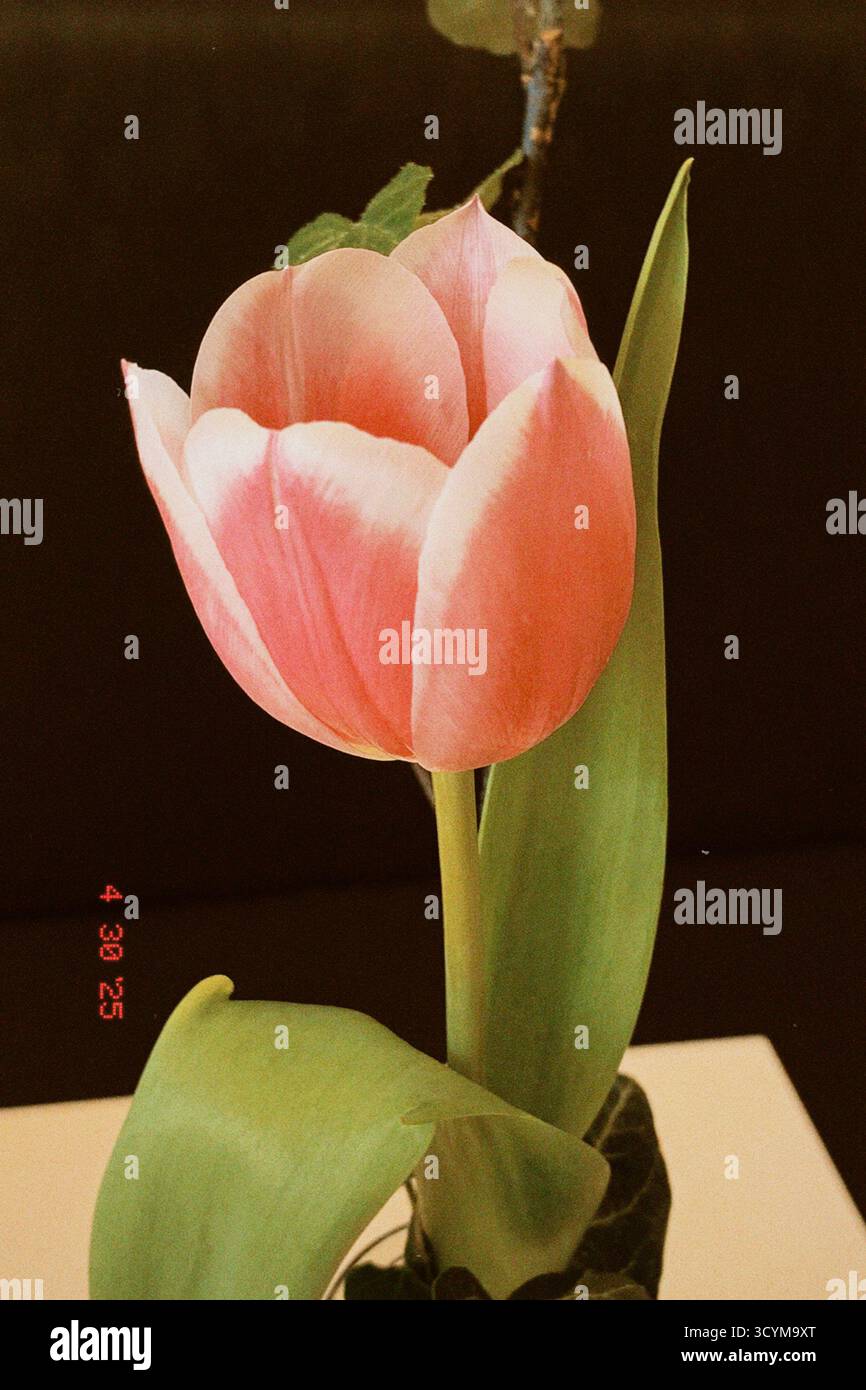 KostyaCoolish - Smartphone Captured Stock Image