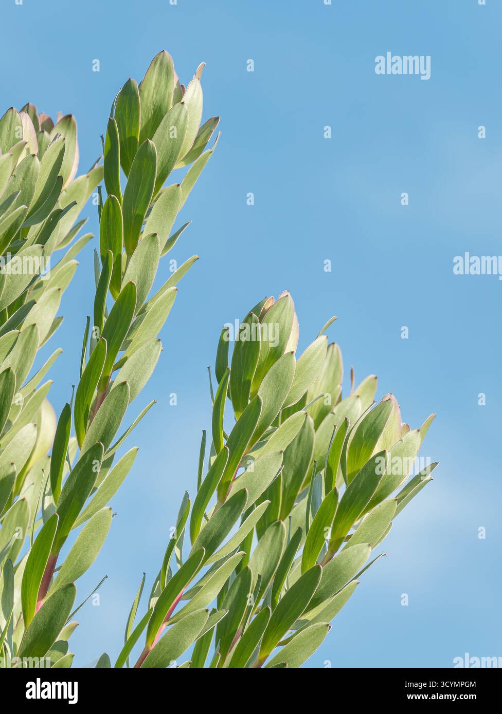 Leucadendron shrub thriving in full sun with a clear blue sky background showing vibrant green foliage in natural light Stock Photo