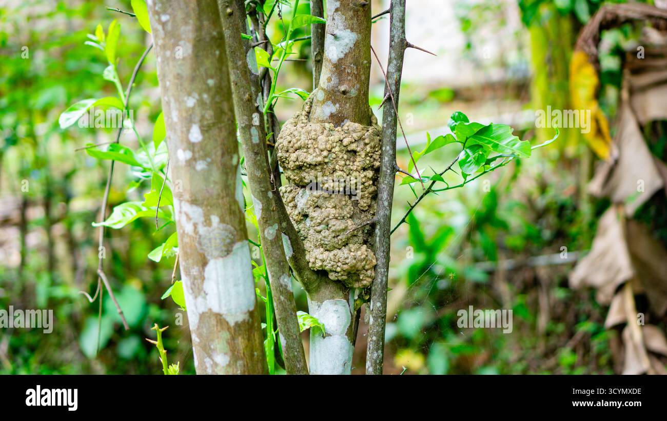 Severe Woody Gall or Stem Burl on Citrus Tree Trunk Stock Photo