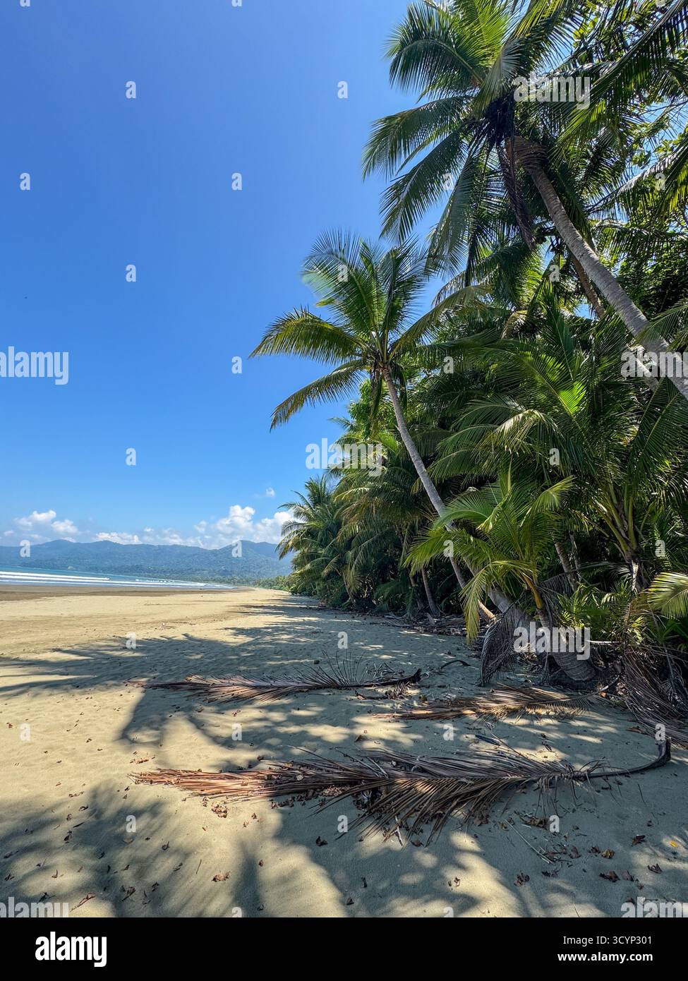 Untouched Tropical Beach with Palm Trees and Mountain Range Backdrop near Uvita, Costa Rica - Smartphone Captured Stock Image