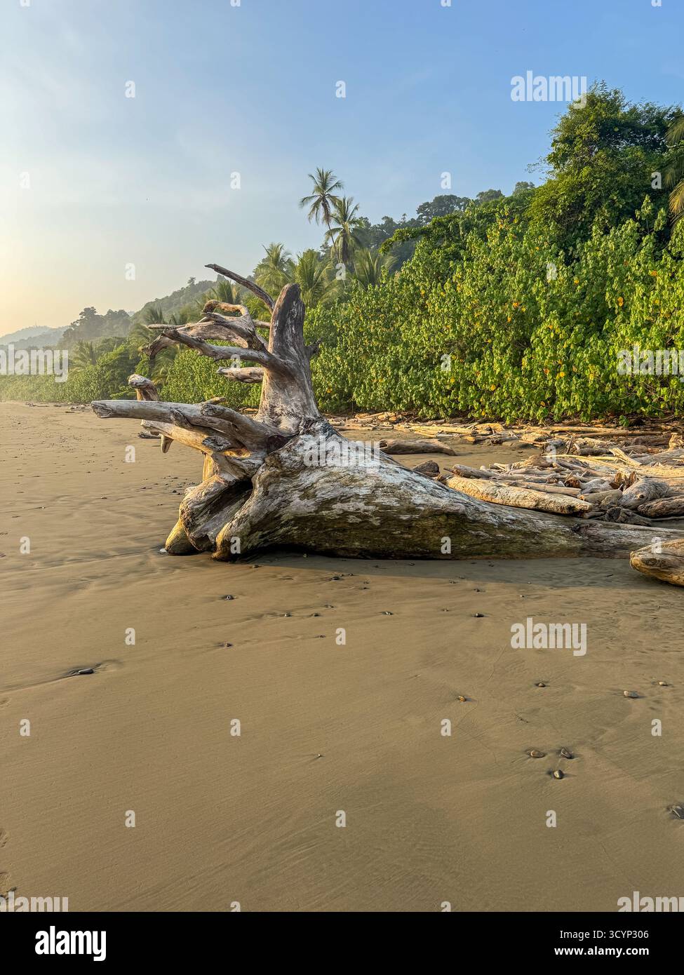 Massive Bleached Driftwood on the Shore of a Tropical Beach in Uvita, Costa Rica at Sunset - Smartphone Captured Stock Image