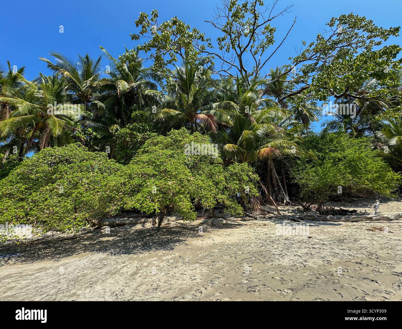 Jungle Meets the Sand: Palm Trees and Lush Tropical Forest on a Pristine Beach in Manuel Antonio - Smartphone Captured Stock Image