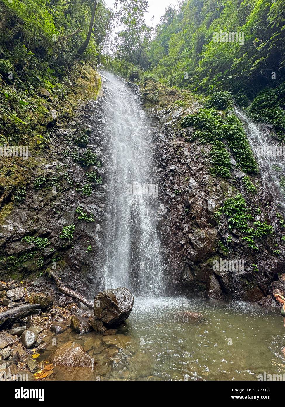 Thin Waterfall Plunging Down a Mossy, Vertical Rock Cliff in a Deep Rainforest Gorge - Smartphone Captured Stock Image