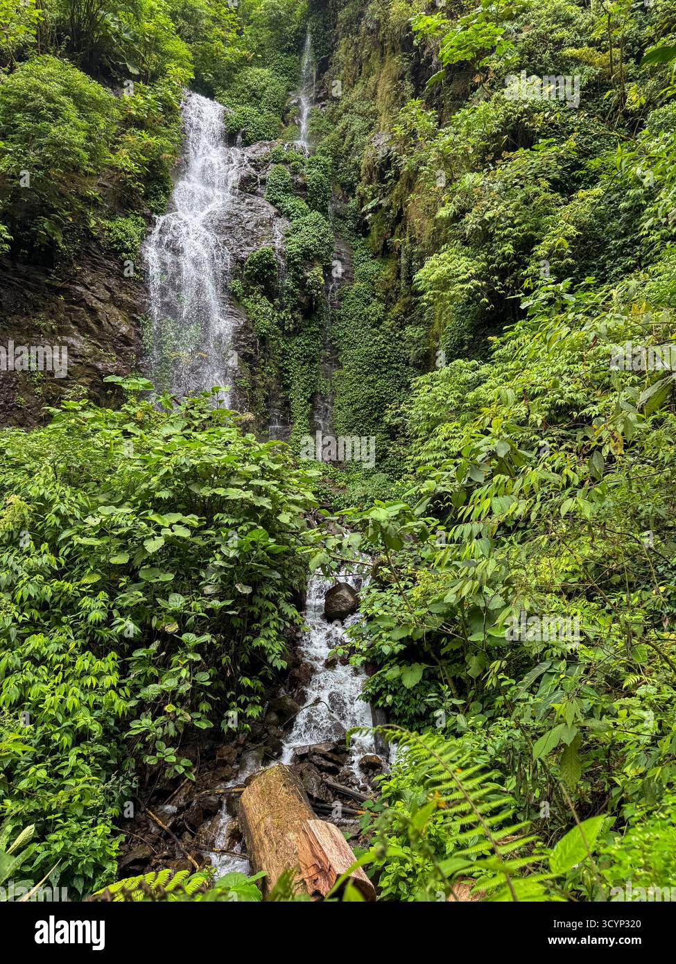 Lush Rainforest Waterfall at El Tigre Waterfalls, Costa Rica - Smartphone Captured Stock Image