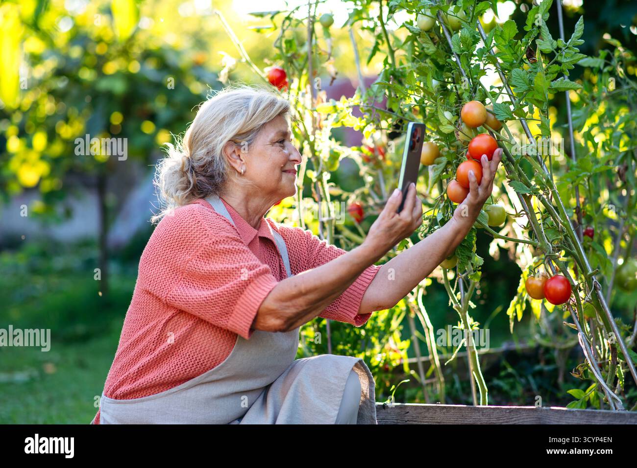 Older woman taking picture of ripe tomatoes from her garden Stock Photo ...
