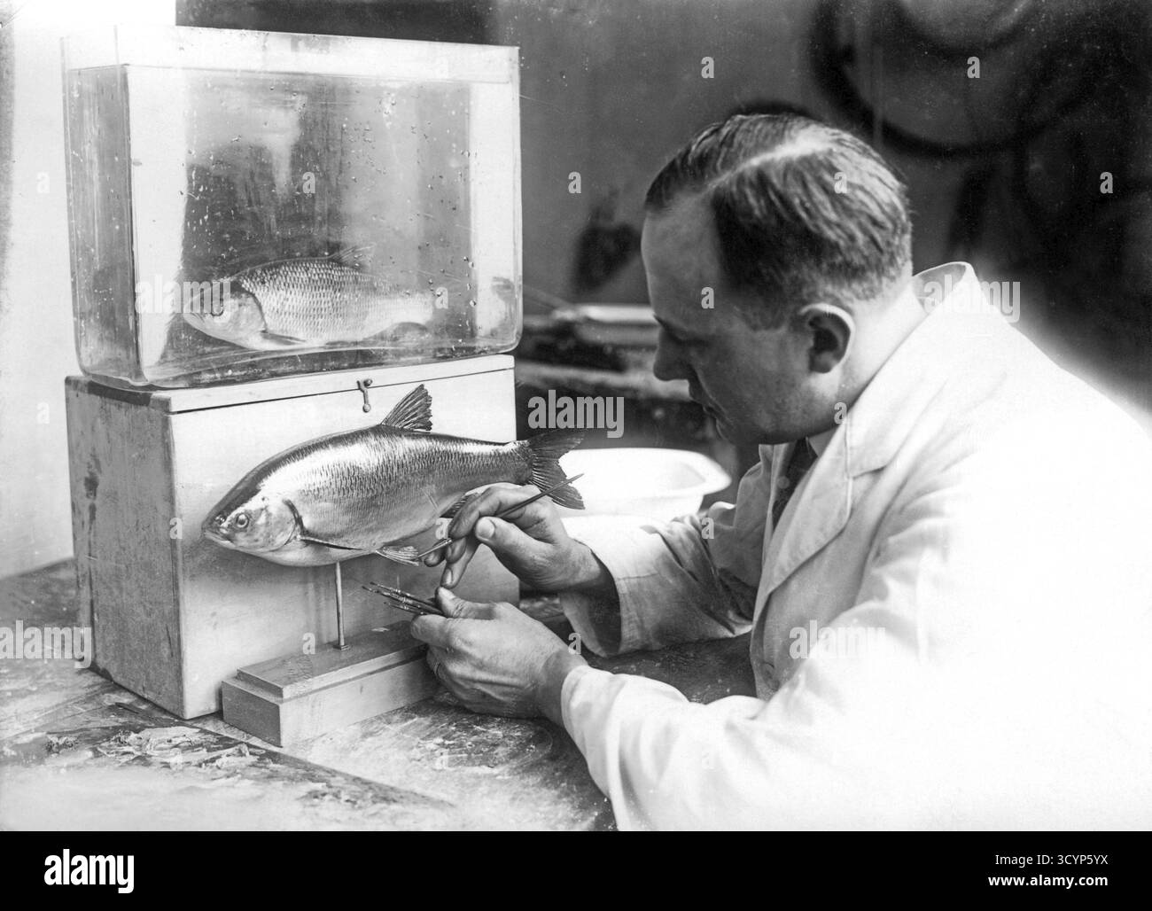 Lab Museum Fish Museum, natural history museum, preparations, exhibition object ...