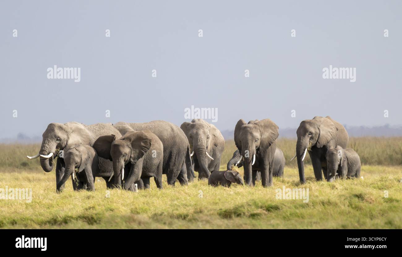 African elephant (Loxodonta africana) large herd with young animals, in ...