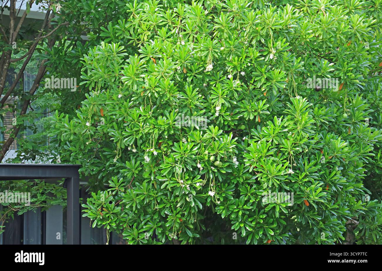 Alstonia scholaris or blackboard tree, a toxic plant grown widely as house shade trees Stock Photo