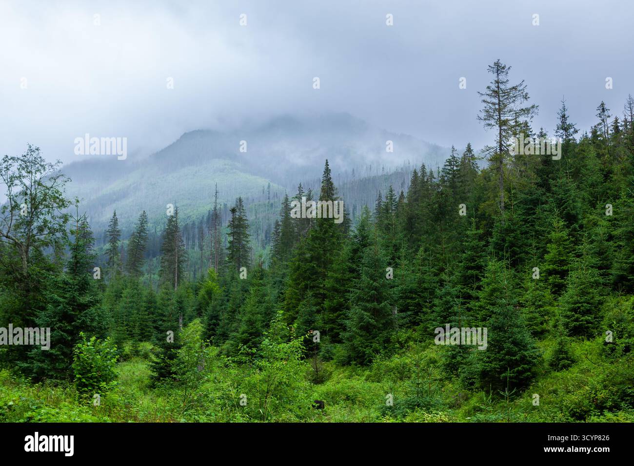 Spruce Forest Raining Green spruce forest in clouds on a rainy day in Tatra National Park ...