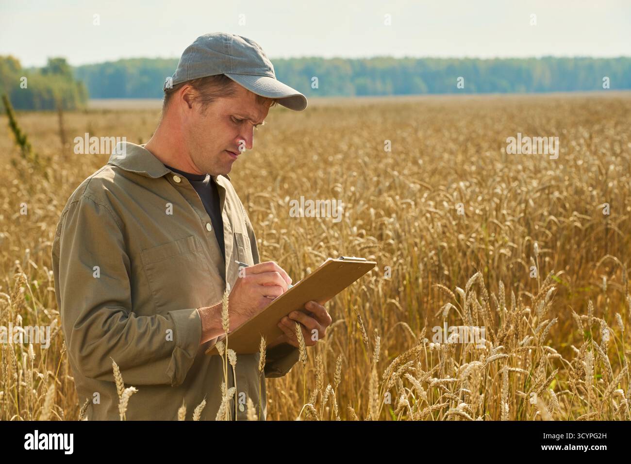 Cereal crop inspection hi-res stock photography and images - Alamy