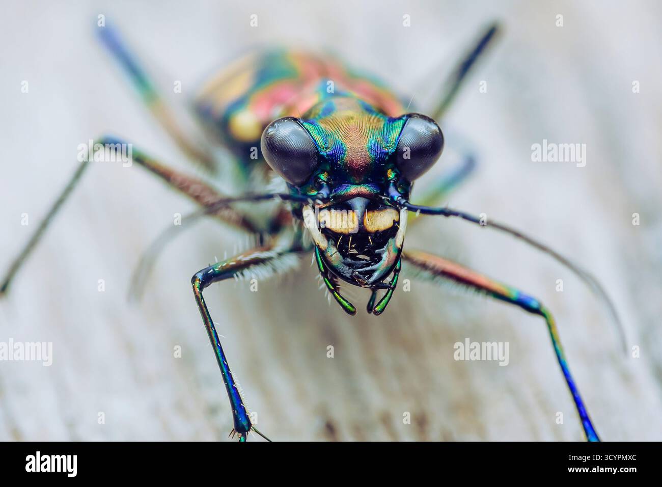Unique Beetle Insect Tiger beetle showcasing its vibrant, iridescent exoskeleton and large ...