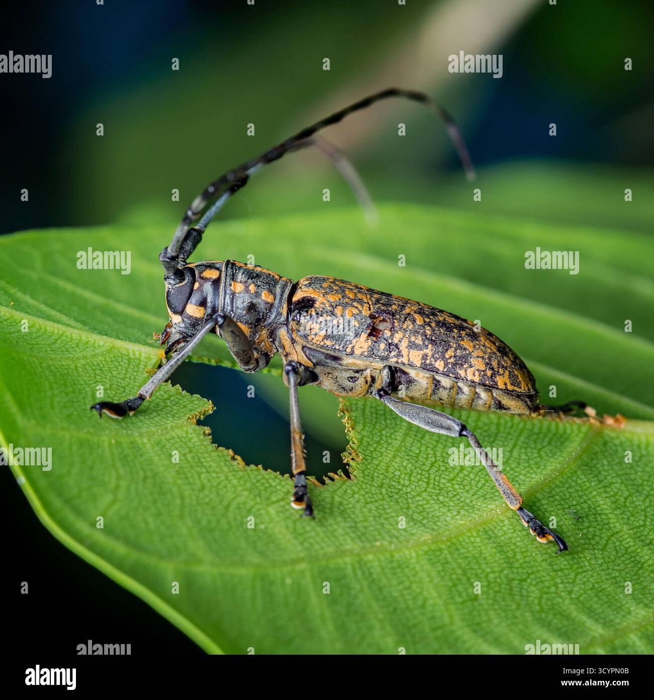 Frayed edges highlighting hi-res stock photography and images - Alamy