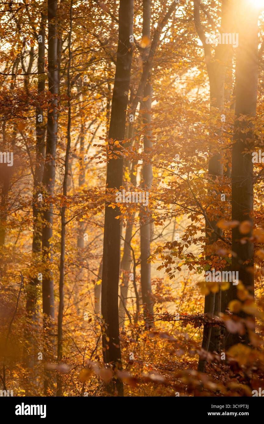 Herbst in Sauerland im November 2022 bunte Blätter in der Sonne ...