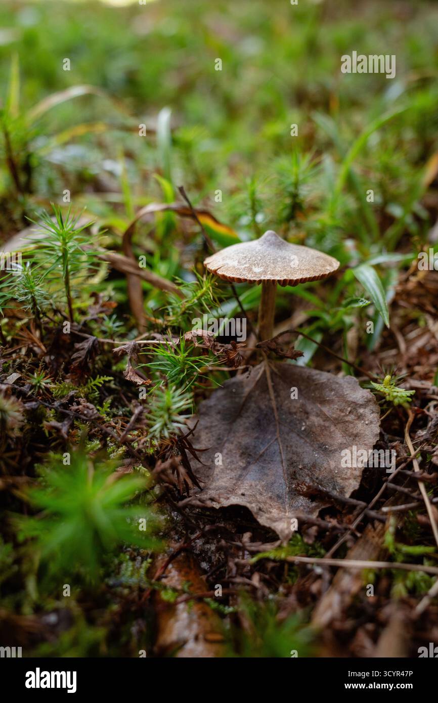 Wild mushroom growing on forest floor amongst moss and leaves Stock Photo